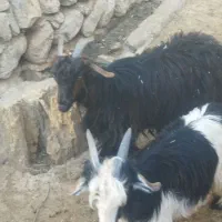 بزغاله .کهره .بز|حیوانات مزرعه|میانکوه, |دیوار