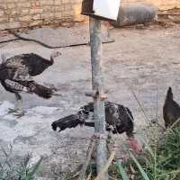 بوقلمون محلی اصل