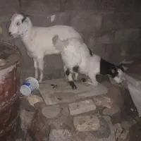 کهره|حیوانات مزرعه|زابل, |دیوار