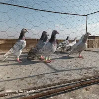 کبوتر هفرنگ به شرط همه چی