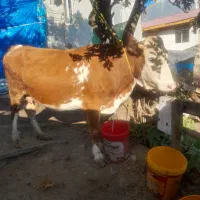 فروش گاو سیمینتال