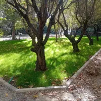 طراحی واجرای فضای سبز  باغبانی|خدمات باغبانی و درختکاری|مشکین‌دشت, |دیوار