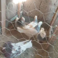 چهار عدد طوقی|پرنده|مشهد, کارمندان دوم|دیوار