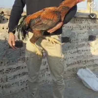 خروس و مرغ چنگ طوطی به ضمانت|حیوانات مزرعه|تربت جام, فاز ۱ فرهنگیان|دیوار