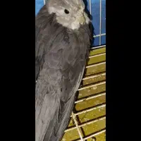 عروس هلندی گمشده