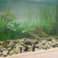 ماهی گوشتخوار|ماهی|بومهن, |دیوار