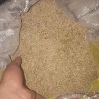 فروش بهترین جو دیم امسال