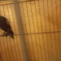 سهره ماده|پرنده|سیرجان, |دیوار