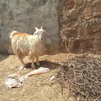 فروش بز یکساله