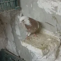 دوعدد کفتر|پرنده|نسیم‌شهر, |دیوار