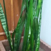 گل سانسوریا