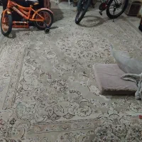 یک جفت قالی برجسته|فرش|رفسنجان, |دیوار