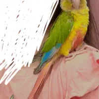 گرینچیک سینه قرمز