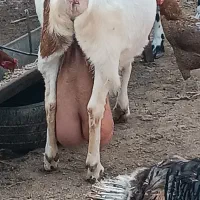 بزپاکستانی|حیوانات مزرعه|نصر آباد, |دیوار