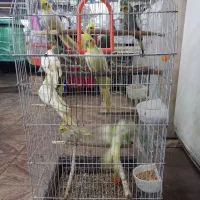 فروش عروس هلندی|پرنده|املش, |دیوار