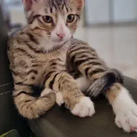 گربه ی گم شده حوالی بعثت و فردوسی شمالی|حیوانات|نیشابور, فردوس شمالی|دیوار