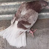 عشقبازان قدیمی