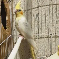 جوجه عروس تازه دونخور