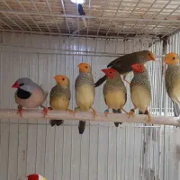 فنچ ستاره ای گلدین بنگالی کرواتی جغدی الماسی و..