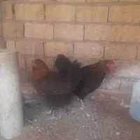 مرغ تخم گذار