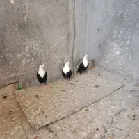 کلاغ