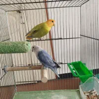 طوطی برزیلی نروماده مولد با پنج عدد تخم