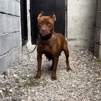 پیتبول|سگ|تهران, ترمینال غرب|دیوار