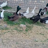 بوقلمون و غاز|حیوانات مزرعه|مشهد, اروند|دیوار