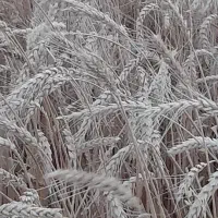 گندم خارجی|گل و گیاه طبیعی|خورموج, |دیوار