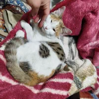 گربه خونگی|گربه|هشتگرد, هشتگرد قدیم|دیوار