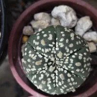 استریاس|گل و گیاه طبیعی|تهران, سلیمانی|دیوار