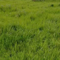 ۲۲۴متر زمین مسکونی جاده رشت به انزلی گرفم