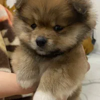 سگ پامرین خرسی 4 ماهه