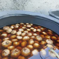 سیر ترشی حدودن 600 کیلو