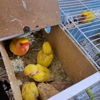 کوتوله عروس گرینچیک|پرنده|قائن, |دیوار