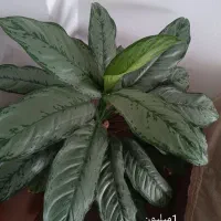 گل های طبیعی وسرحال|گل و گیاه طبیعی|کرمانشاه, |دیوار