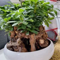 گل بنسای میخک بزرگ
