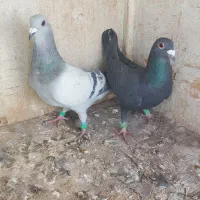 کبوتر|پرنده|بیرجند, |دیوار