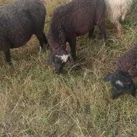 نر بره|حیوانات مزرعه|قائم‌شهر, |دیوار