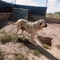 واگذاری ماده عراقی به همراه ۳طوله