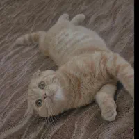 اسکاتیش نر دبل فولد گلد گارفیلدی|گربه|تهران, شهرک استقلال|دیوار