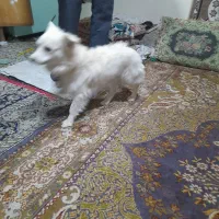 سگ پا کوتاه|سگ|کمیجان, |دیوار