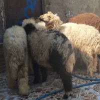 بز  با بره درهندیجان