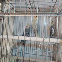 فروش عروس هلندی