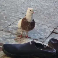 طوقی|پرنده|دهلران, |دیوار