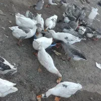 غاز طبیعی|حیوانات مزرعه|خلخال, |دیوار