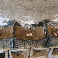 تخم مرغ محلی رسمی|خوردنی و آشامیدنی|پاکدشت, پاکدشت (مامازند)|دیوار