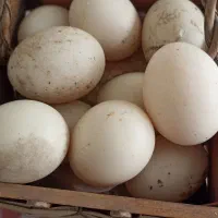 تخم اردک،نطفه دار