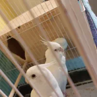 جفت عروس آلبینو نروماده اشتی یکبارتخم گذاشتن