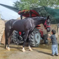 اسب مادیون عرب ایرانی|اسب و تجهیزات اسبسواری|ابرکوه, |دیوار